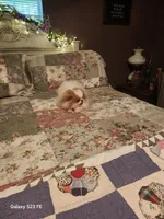 Ito just reduced, a male Japanese Chin for sale in Perkins, OK – Photo 8 of 10