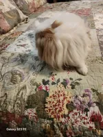 Ito, a male Japanese Chin for sale in Perkins, OK – Photo 5 of 8