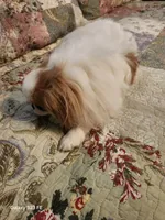 Ito, a male Japanese Chin for sale in Perkins, OK – Photo 2 of 8