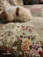 Ito, a male Japanese Chin for sale in Perkins, OK – Photo 8 of 8