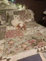 Ito just reduced, a male Japanese Chin for sale in Perkins, OK – Photo 2 of 10