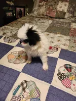 Miagi, a female Japanese Chin for sale in Perkins, OK – 6 of 10