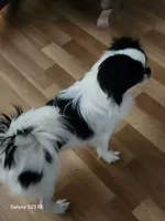 Hana, a female Japanese Chin for sale in Perkins, OK – 7 of 8