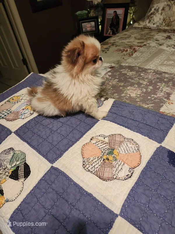 Mango – Japanese Chin puppy for sale in Perkins, OK