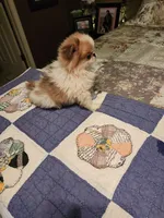 Mango, a female Japanese Chin for sale in Perkins, OK – 1 of 10