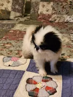 Suma, a female Japanese Chin for sale in Perkins, OK – 9 of 10