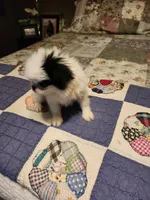 Miagi, a female Japanese Chin for sale in Perkins, OK – 8 of 10
