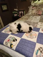 Miagi, a female Japanese Chin for sale in Perkins, OK – 7 of 10