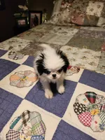 Miagi, a female Japanese Chin for sale in Perkins, OK – 9 of 10