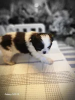 Miagi, a female Japanese Chin for sale in Perkins, OK – Photo 2 of 9