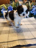 Miagi, a female Japanese Chin for sale in Perkins, OK – Photo 7 of 9