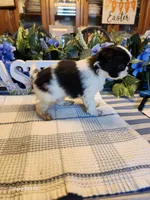 Miagi, a female Japanese Chin for sale in Perkins, OK – Photo 8 of 9