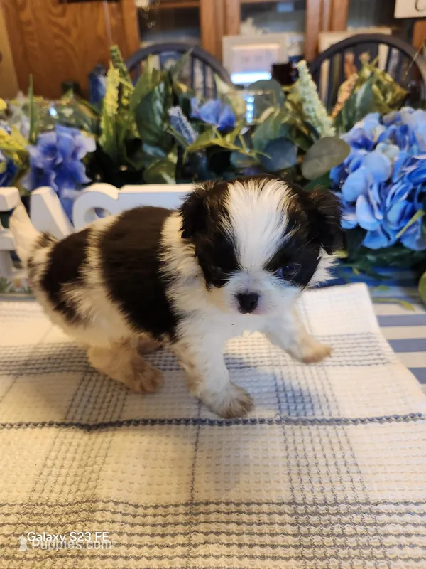 Miagi – Japanese Chin puppy for sale in Perkins, OK