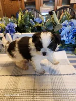 Miagi, a female Japanese Chin for sale in Perkins, OK – Photo 1 of 9