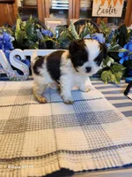 Miagi, a female Japanese Chin for sale in Perkins, OK – Photo 5 of 9