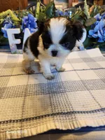 Miagi, a female Japanese Chin for sale in Perkins, OK – Photo 6 of 9