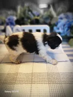 Miagi, a female Japanese Chin for sale in Perkins, OK – Photo 3 of 9