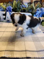 Miagi, a female Japanese Chin for sale in Perkins, OK – Photo 9 of 9