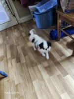Ettas Believe it or not Ripley, a male Japanese Chin for sale in Perkins, OK – 6 of 8