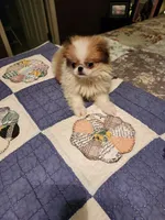 Mango, a female Japanese Chin for sale in Perkins, OK – 3 of 10