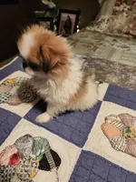 Mango, a female Japanese Chin for sale in Perkins, OK – 6 of 10