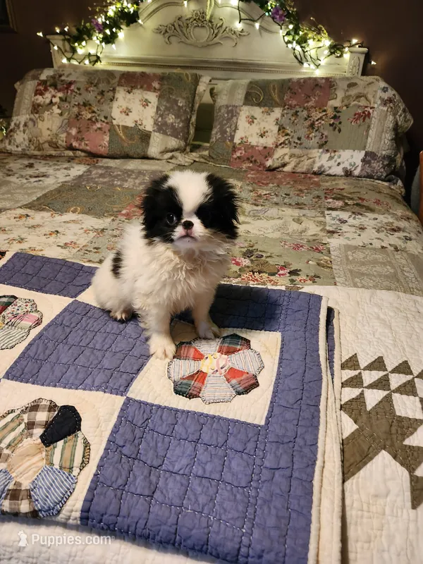 Suma – Japanese Chin puppy for sale in Perkins, OK