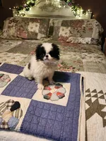 Suma, a female Japanese Chin for sale in Perkins, OK – 1 of 10