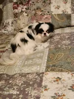 Ettas Acres Midori Ito, a female Japanese Chin for sale in Perkins, OK – 2 of 6