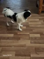 Hana, a female Japanese Chin for sale in Perkins, OK – 8 of 8