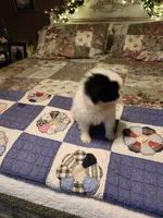 Suma, a female Japanese Chin for sale in Perkins, OK – 4 of 10
