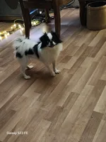 Hana, a female Japanese Chin for sale in Perkins, OK – 3 of 8
