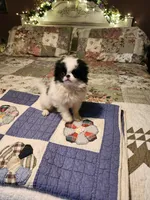 Suma, a female Japanese Chin for sale in Perkins, OK – 8 of 10