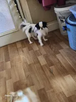 Ettas Believe it or not Ripley, a male Japanese Chin for sale in Perkins, OK – 2 of 8