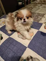 Mango, a female Japanese Chin for sale in Perkins, OK – 5 of 10