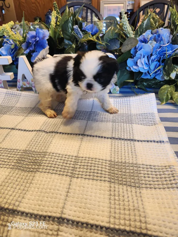 Midori  – Japanese Chin puppy for sale in Perkins, OK