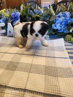 Midori , a female Japanese Chin for sale in Perkins, OK – Photo 1 of 8