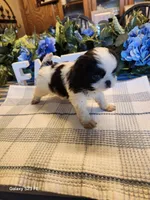 Midori , a female Japanese Chin for sale in Perkins, OK – Photo 4 of 8