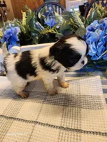 Midori , a female Japanese Chin for sale in Perkins, OK – Photo 6 of 8