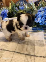 Midori , a female Japanese Chin for sale in Perkins, OK – Photo 8 of 8