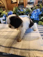 Midori , a female Japanese Chin for sale in Perkins, OK – Photo 7 of 8