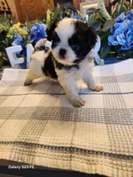 Midori , a female Japanese Chin for sale in Perkins, OK – Photo 3 of 8
