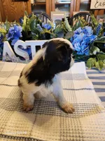 Midori , a female Japanese Chin for sale in Perkins, OK – Photo 5 of 8