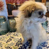 Ito just reduced, a male Japanese Chin for sale in Perkins, OK – Photo 5 of 10