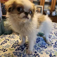 Ito just reduced, a male Japanese Chin for sale in Perkins, OK – Photo 4 of 10
