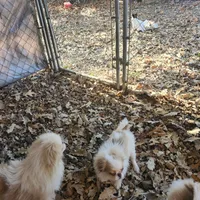 Ito just reduced, a male Japanese Chin for sale in Perkins, OK – Photo 6 of 10