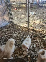 processed/a29d45cc-1099-4120-b523-68606b25dd50/listing/d748e602-6256-4845-b2d7-792398bf6e03/54cf3fe8-dbd2-47a8-b3f2-4940ddd226e2