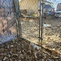 Ito just reduced, a male Japanese Chin for sale in Perkins, OK – Photo 3 of 10