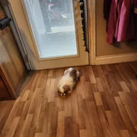 Ito just reduced, a male Japanese Chin for sale in Perkins, OK – Photo 8 of 10