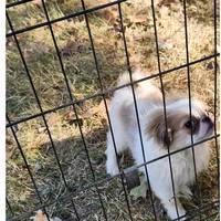 Ito just reduced, a male Japanese Chin for sale in Perkins, OK – Photo 1 of 10
