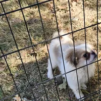 Ito just reduced, a male Japanese Chin for sale in Perkins, OK – Photo 2 of 10